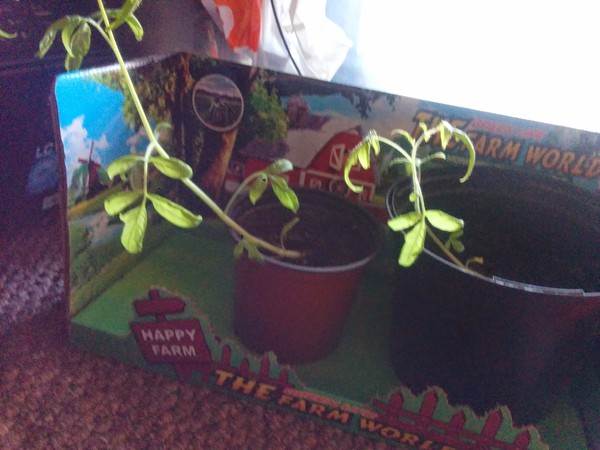 please help me with what to do next with my tomato plants