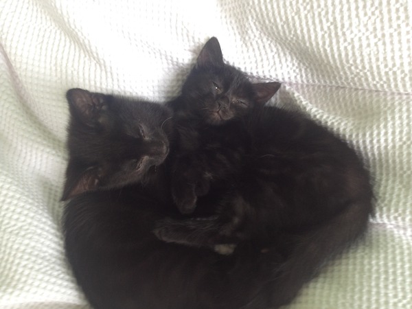 Come and sing the praises for your black/black and white cats
