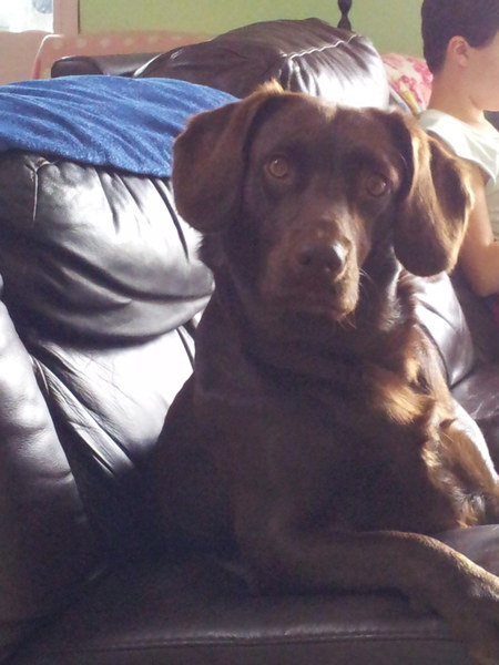 Is there a shameless photo sharing thread for our pooches??