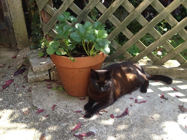 Come and sing the praises for your black/black and white cats