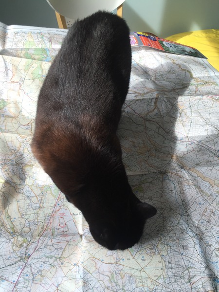 Come and sing the praises for your black/black and white cats