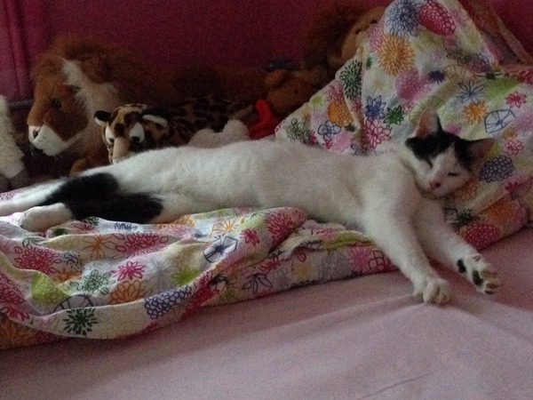 Come and sing the praises for your black/black and white cats