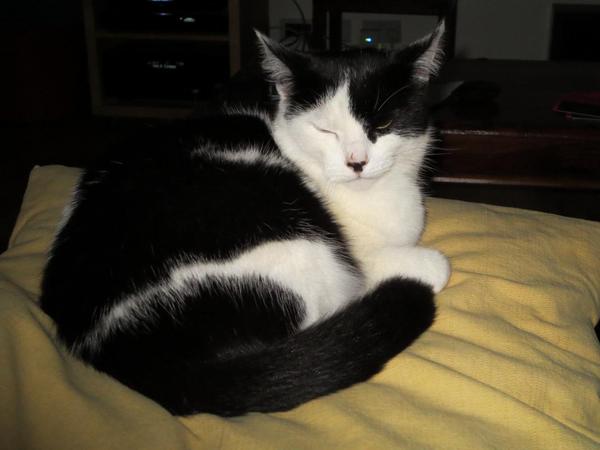 Come and sing the praises for your black/black and white cats
