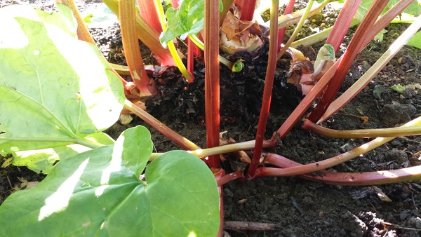The 2015 Allotment / Veg Patch Thread Part 2