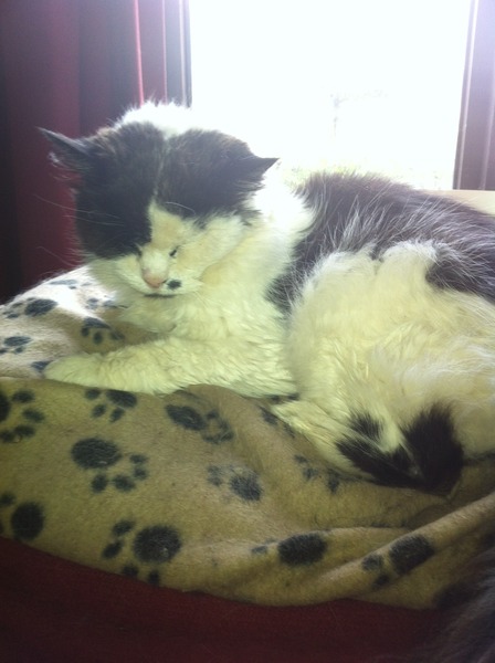 Come and sing the praises for your black/black and white cats