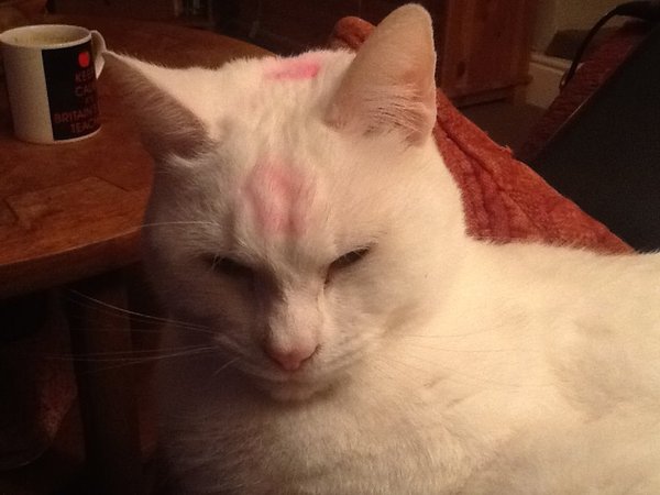 How do you react when your cat breaks something precious?