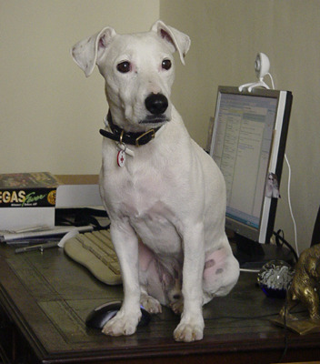 Is there a shameless photo sharing thread for our pooches??