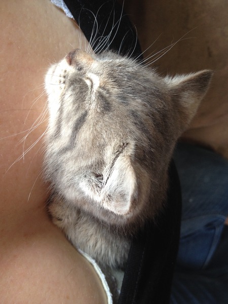 To move the kitten?