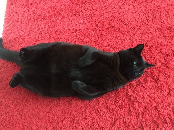 Come and sing the praises for your black/black and white cats