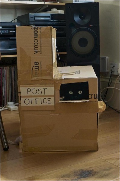 Come and sing the praises for your black/black and white cats