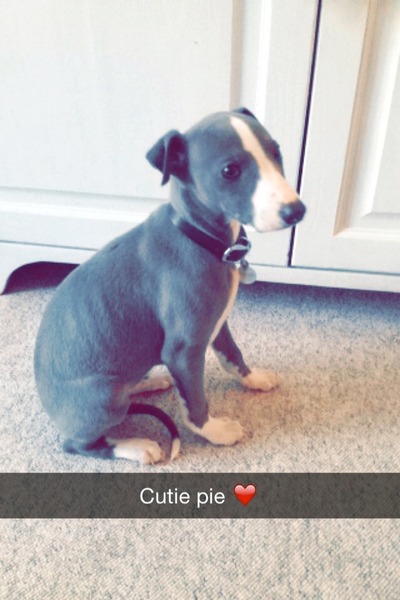 Tell me what else I need for my new puppy!?