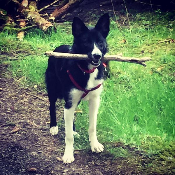 The Brave Babes Battle Bus - Shaking Off The Winter Blues And Getting Out Our Booze Free Summer Shoes!