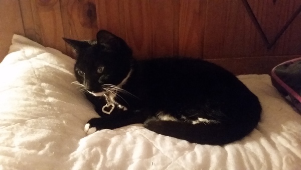 Come and sing the praises for your black/black and white cats