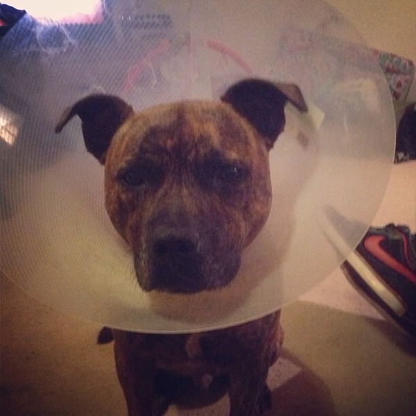 To wish dangerous dog breeds and all breeds closely resembling them were banned in UK?