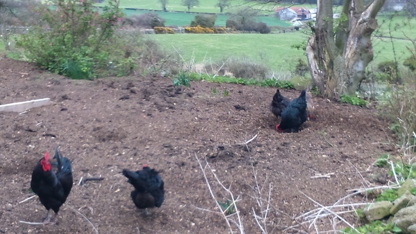 The 2015 Allotment / Veg Patch Thread Part 2