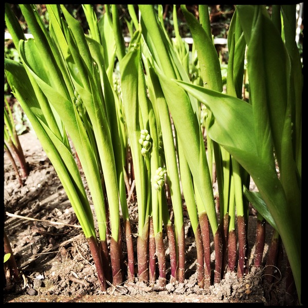 "In the spring, at the end of the day, you should smell like dirt."  This month's discussion in the potting shed.