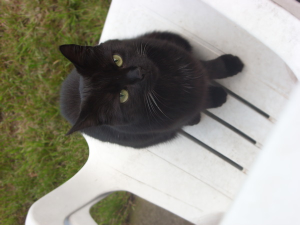 Come and sing the praises for your black/black and white cats