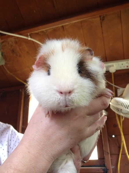 We have a new member of the Super Furry Animals Team. All hail GP6 ;)