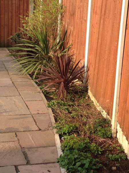 Complete novice gardener...HELP!