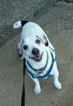 Is there a shameless photo sharing thread for our pooches??