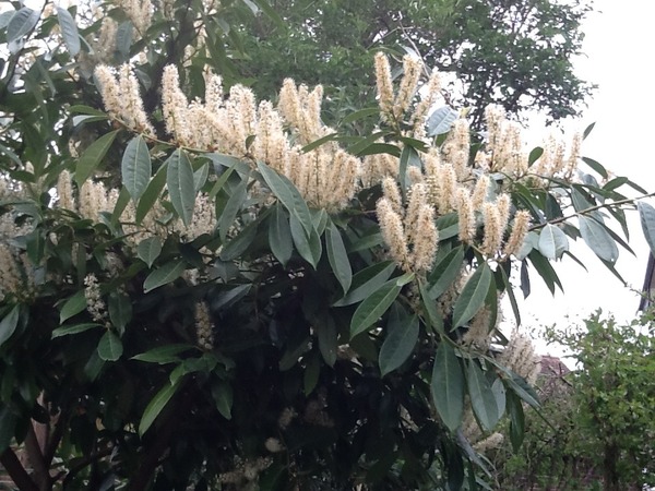 Can any one identify these shrubs?