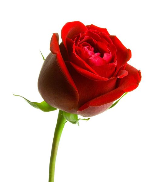 To not really like or approve of St George's Day?