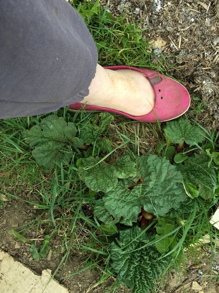 The 2015 Allotment / Veg Patch Thread Part 2