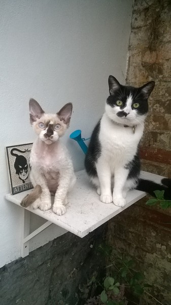 If you have more than one cat