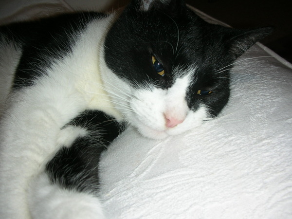 Come and sing the praises for your black/black and white cats