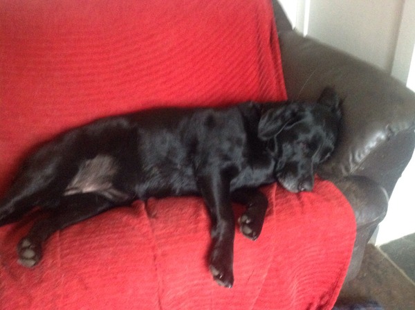 Is there a shameless photo sharing thread for our pooches??