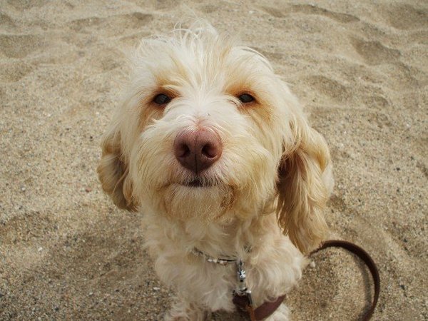 Share your funny animal stories to see your pet star in a Holly Webb story!