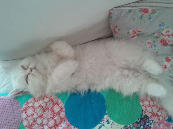 having a nightmare with poor kitty & diarrhea