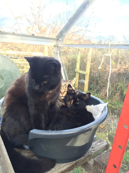 Cats that live outside