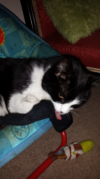 Come and sing the praises for your black/black and white cats