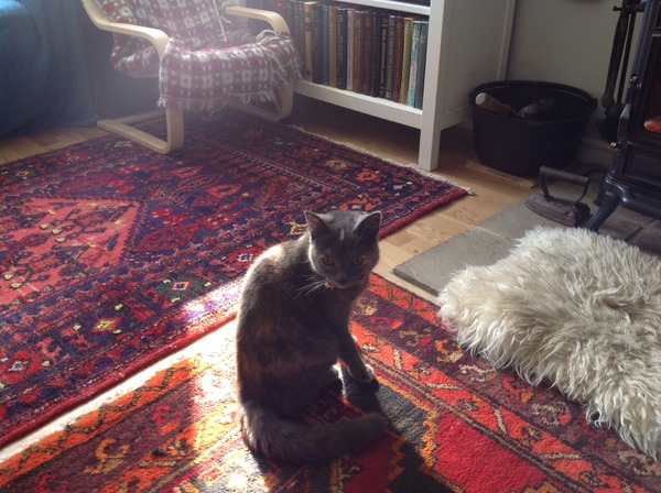 Pearl has gone missing