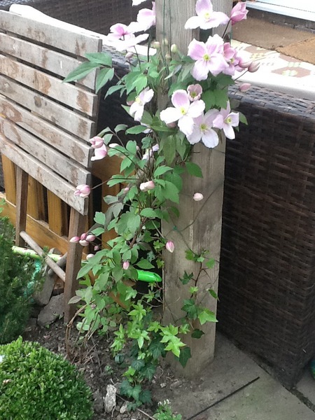 I need some really fast growing climbers - maybe Russian Vine but it has a bad name? And ideas for a boring bit of garden :)