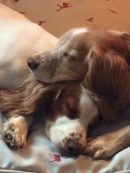 Is there a shameless photo sharing thread for our pooches??