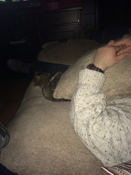 Inherited a cat....never had one before.  Help!