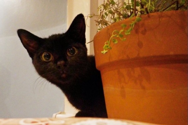 Come and sing the praises for your black/black and white cats