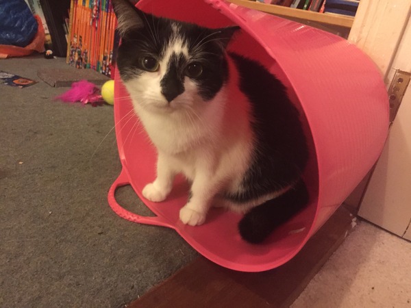 Come and sing the praises for your black/black and white cats