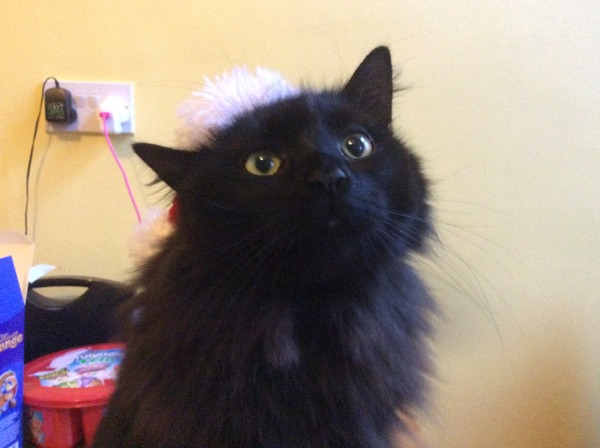 Come and sing the praises for your black/black and white cats