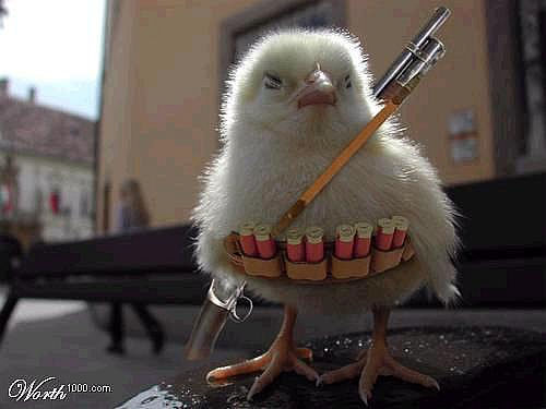 To shoot the sodding birds in the garden?