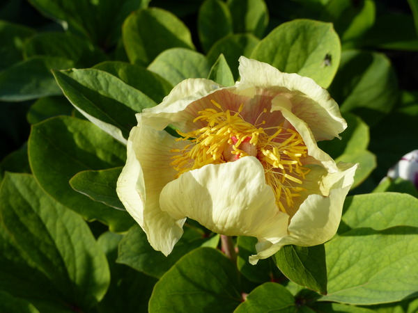 Tell me what is flowering in your garden today.