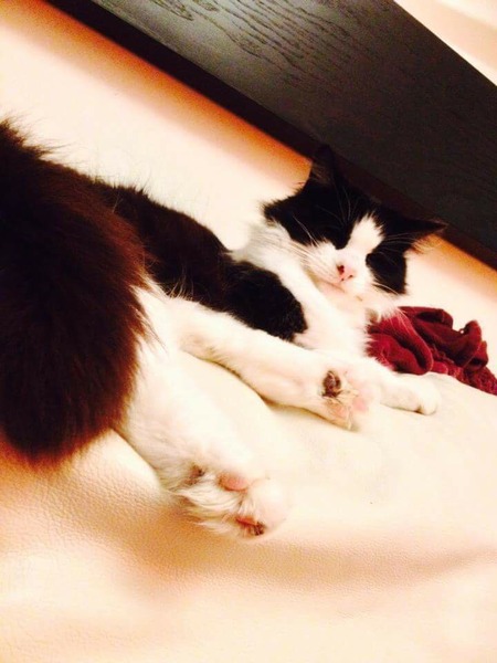 My beautiful boy was poisoned