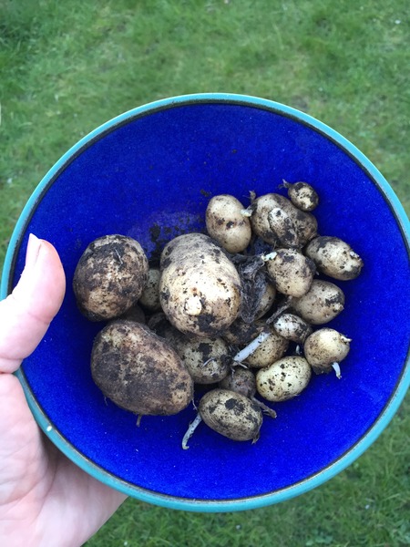 The 2015 Allotment / Veg Patch Thread Part 2