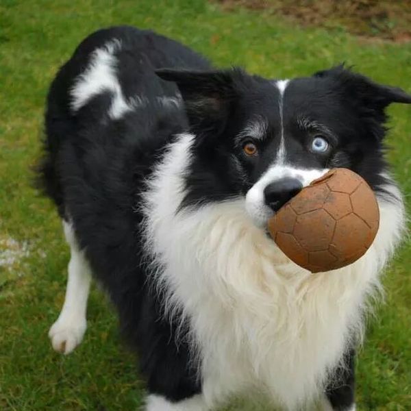 Is there a shameless photo sharing thread for our pooches??