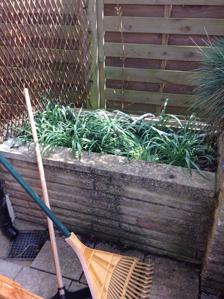 What fast growing tree or shrub could I plant here? Photo attached....