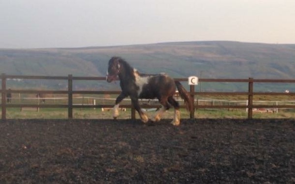 New baby horse :)