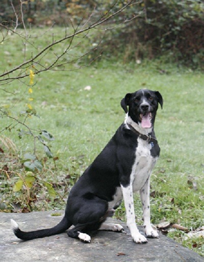 Dog share/help in East London (E14 area pref) and I'll pay!
