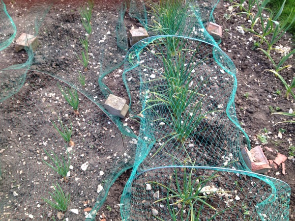 The 2015 Allotment / Veg Patch Thread Part 2